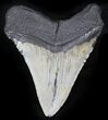 Bargain Megalodon Tooth - North Carolina #26010-1